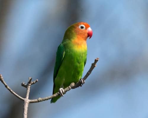 Lilian's Lovebird reference