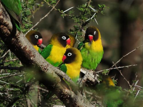 Yellow-collared Lovebird reference