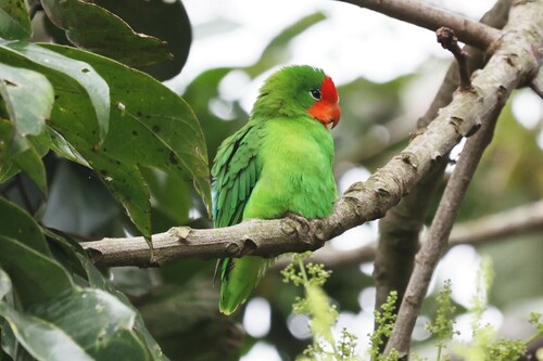 Red-headed Lovebird reference