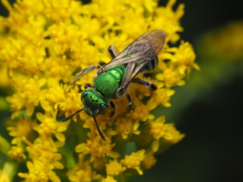 Silky Sweat Bee reference