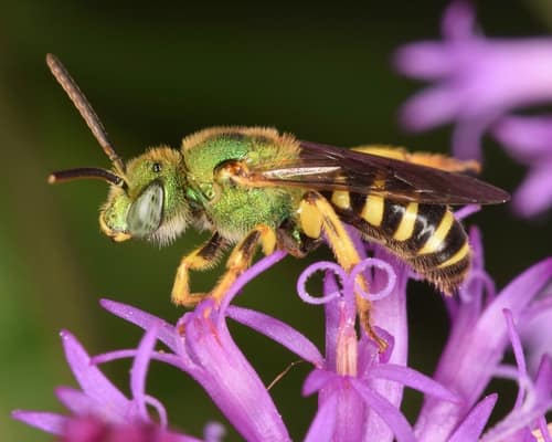 Bicolored Striped Sweat Bee reference