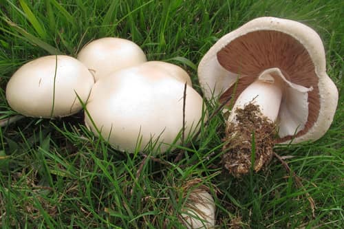 Horse Mushroom reference