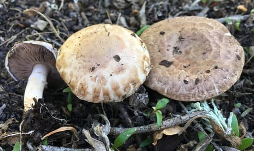 Common Button Mushroom reference
