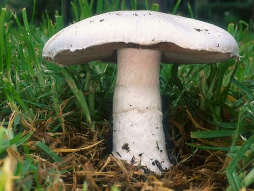 Field Mushroom reference