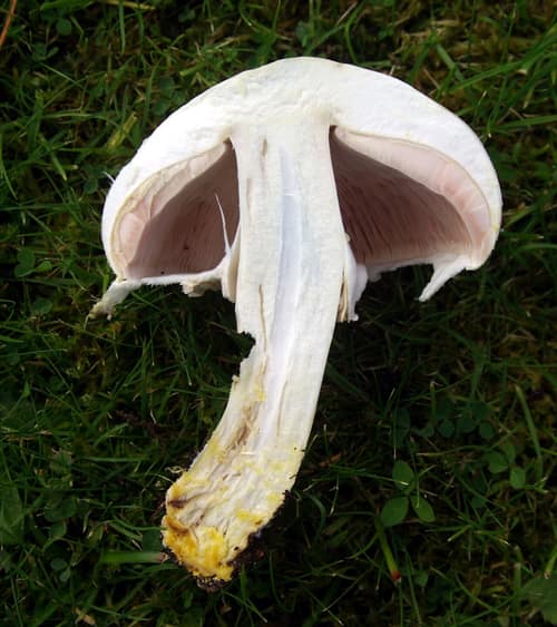 Yellow Stainer reference