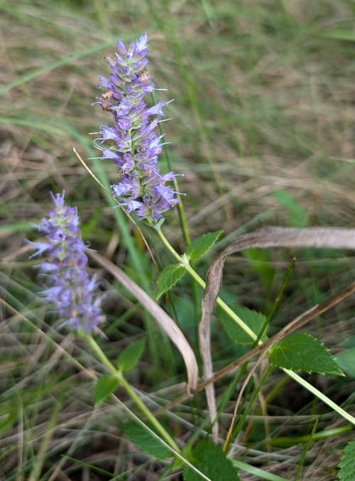 Anise Hyssop reference