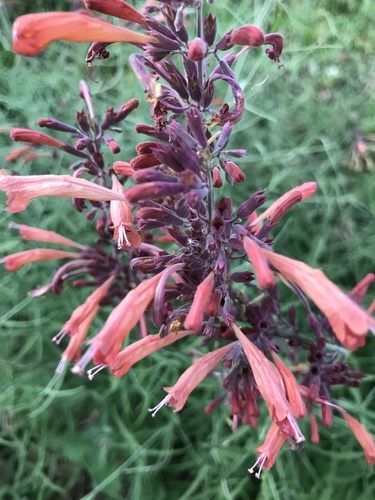 Threadleaf Giant Hyssop reference