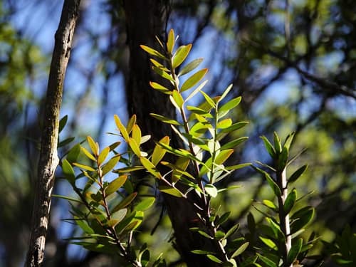 Kauri reference