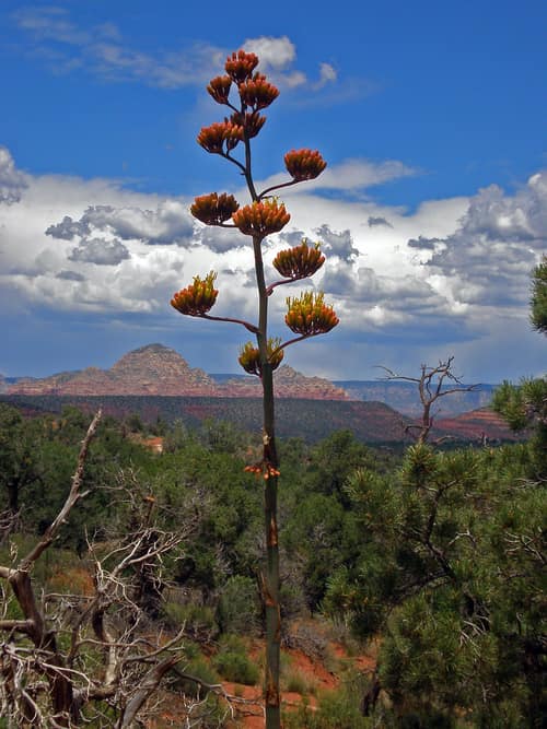 Century Plant reference