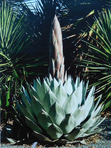 Texas Agave reference