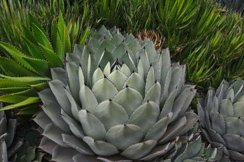 Parry's Agave reference