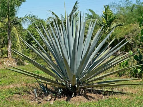 Blue Agave reference