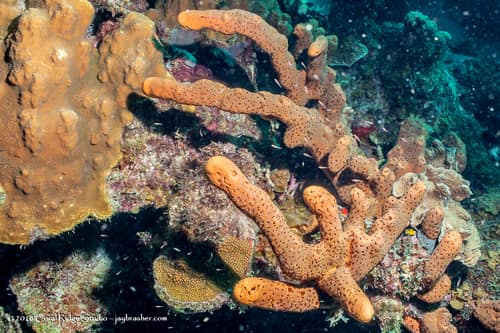 Brown Tube Sponge reference