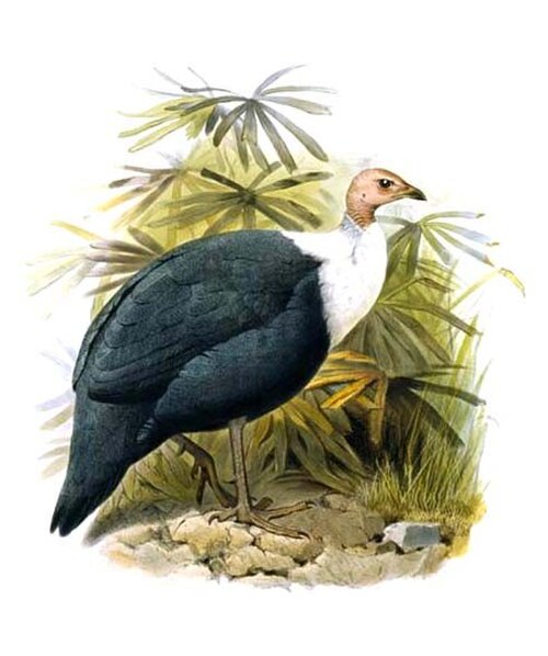 White-breasted Guineafowl reference