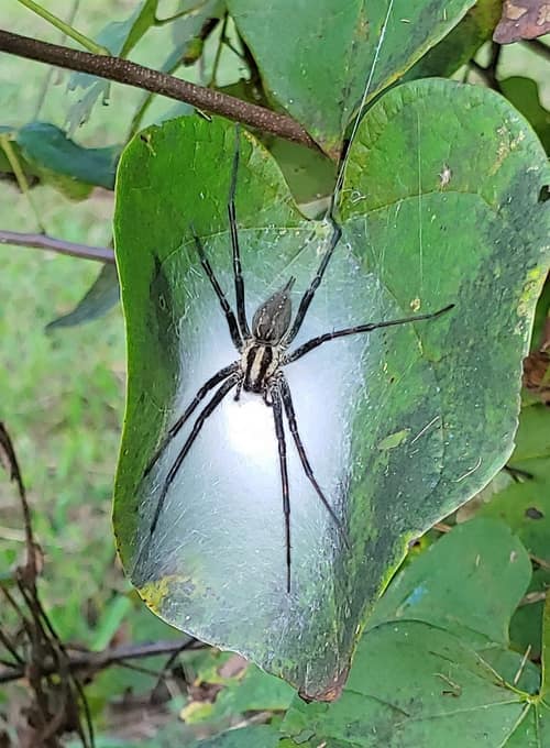 American Grass Spider reference