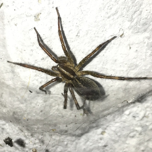 Potter's Grass Spider reference