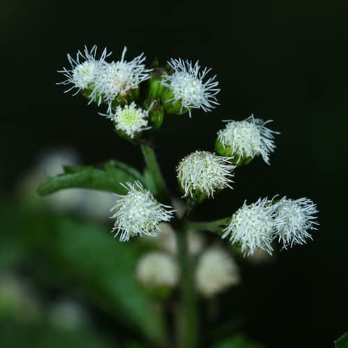 Billygoat Weed reference