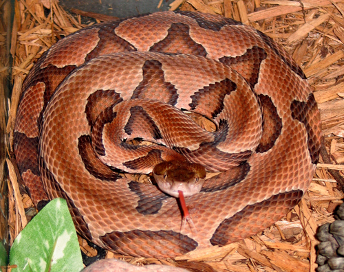 Eastern Copperhead reference
