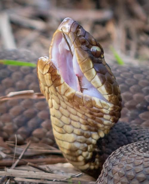 Northern Cottonmouth reference