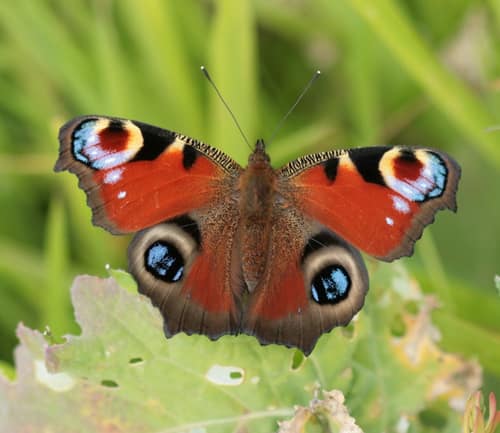 Peacock Butterfly reference