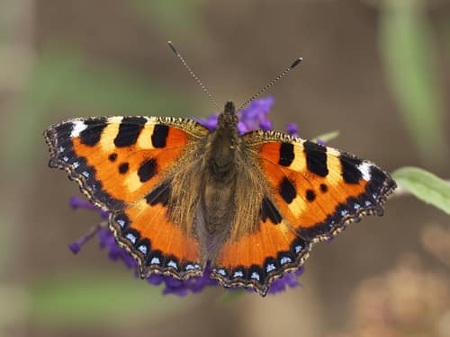 Small Tortoiseshell reference