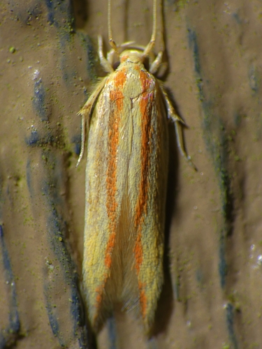 Date Palm Flat Moth reference