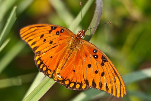 Gulf Fritillary reference