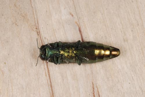 Emerald Ash Borer reference