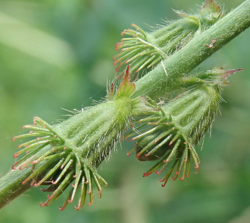 Common Agrimony reference