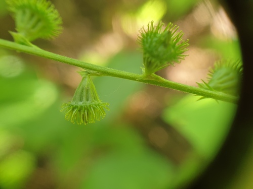 Roadside Agrimony reference