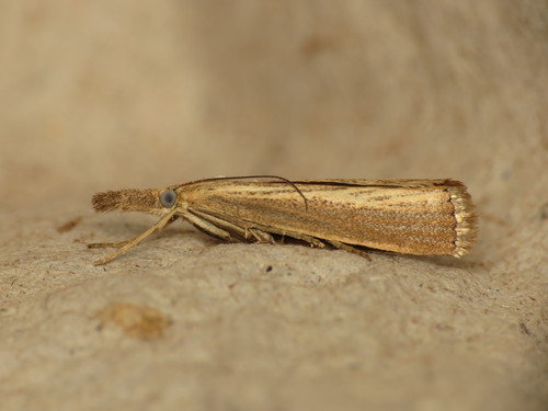 Straw Grass-veneer reference