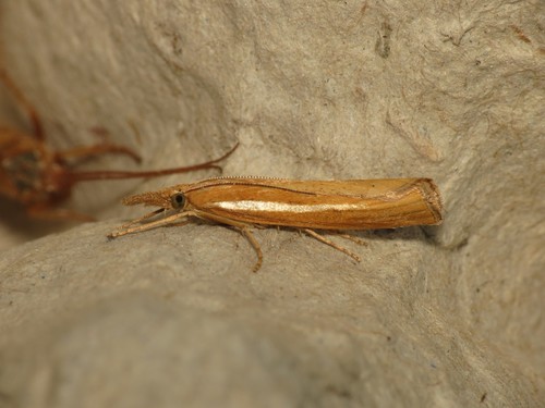 Common Grass-veneer reference