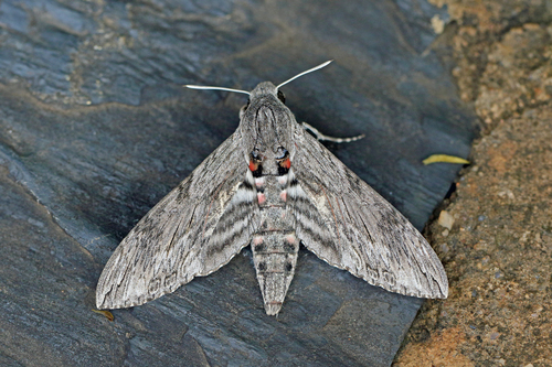 Convolvulus Hawkmoth reference