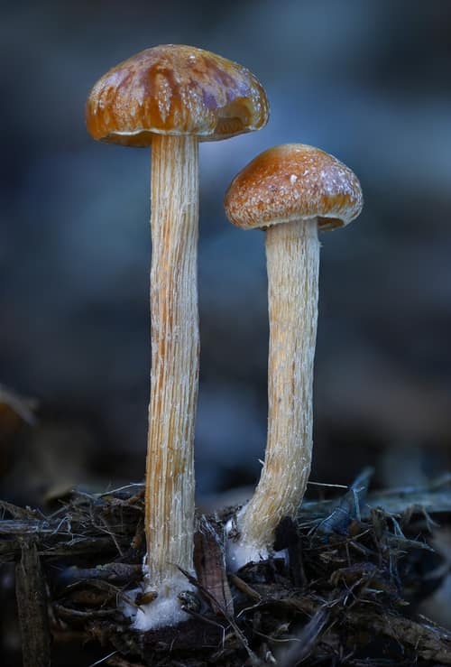 Common Fieldcap reference
