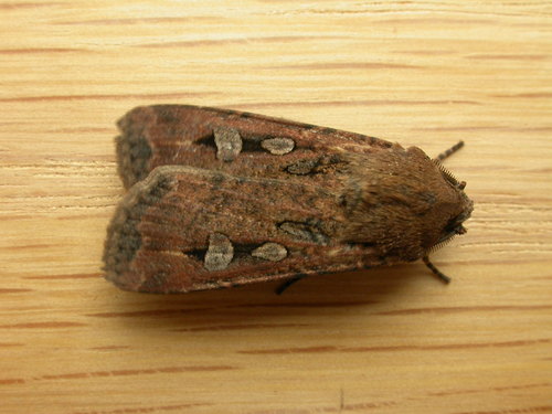 Bogong Moth reference