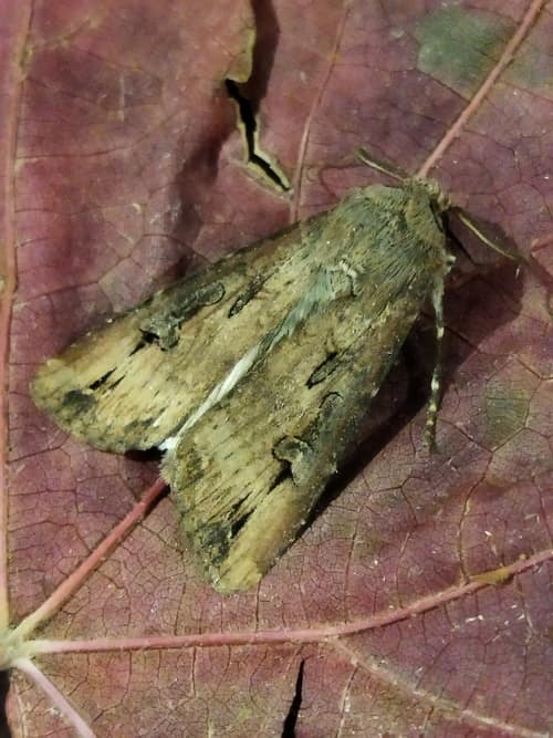 Black Cutworm Moth reference