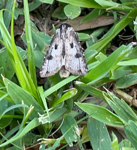 Pale-Sided Cutworm reference