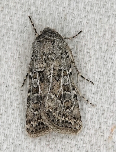 Pale Western Cutworm reference