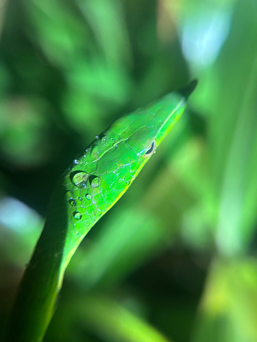Common Vine Snake reference