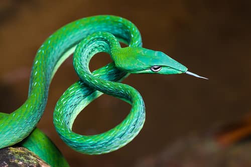 Asian Vine Snake reference