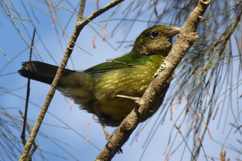 Green Catbird reference