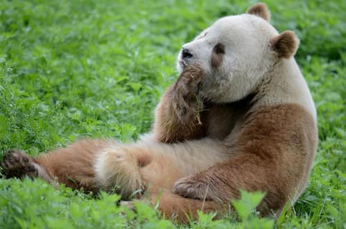 Qinling Panda reference