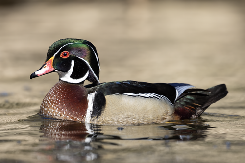 Wood Duck reference