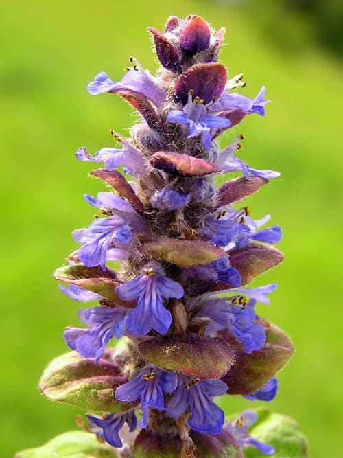Bugleweed reference
