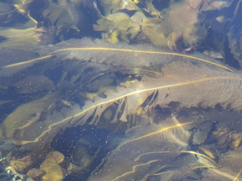 Winged Kelp reference