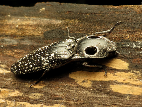 Eyed Click Beetle reference