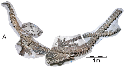 Albertan Plesiosaur reference