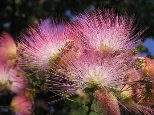 Persian Silk Tree reference