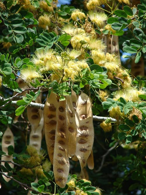 Woman's Tongue Tree reference
