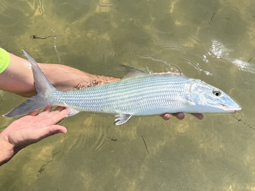 Bonefish reference